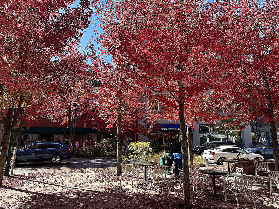 fall-foliage-downtown