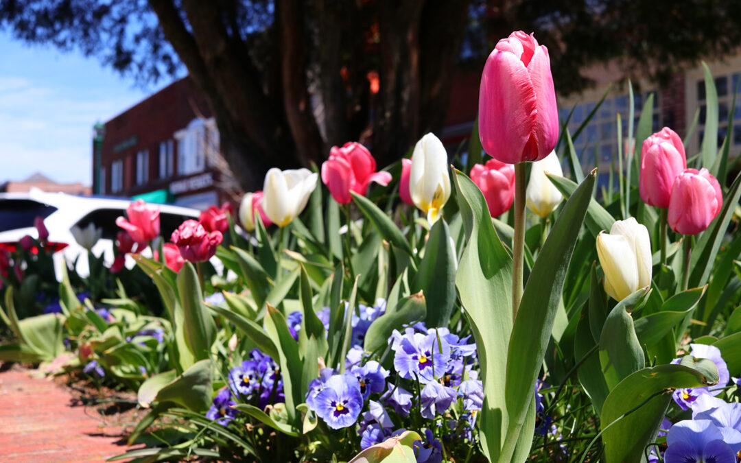 2024 Spring Bloom Report