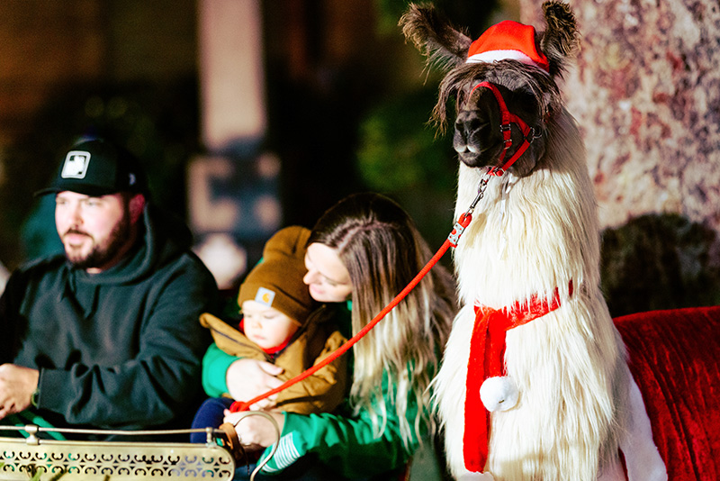 Family poses for a photo with a Christmas llama in Hendersonville, NC, as part of the Home for the Holidays celebration