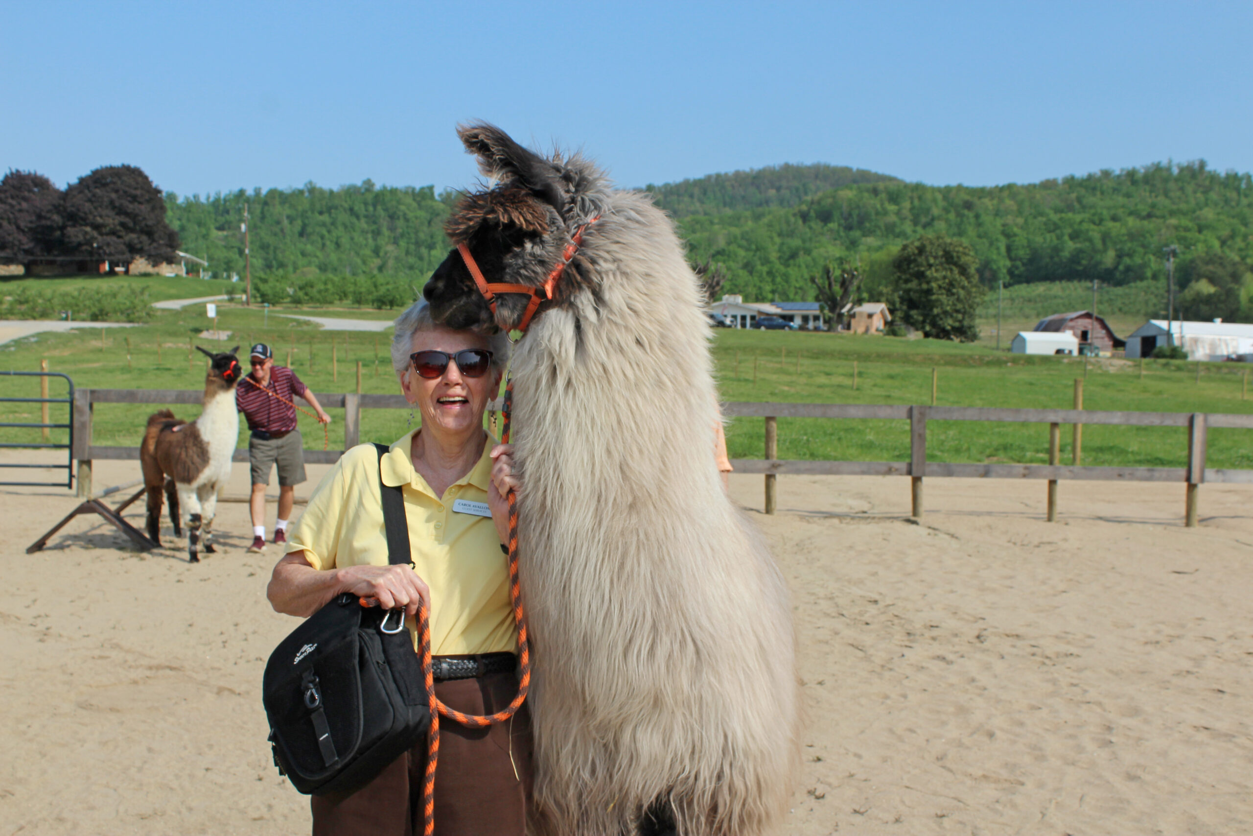 Ellaberry-Llama-farm