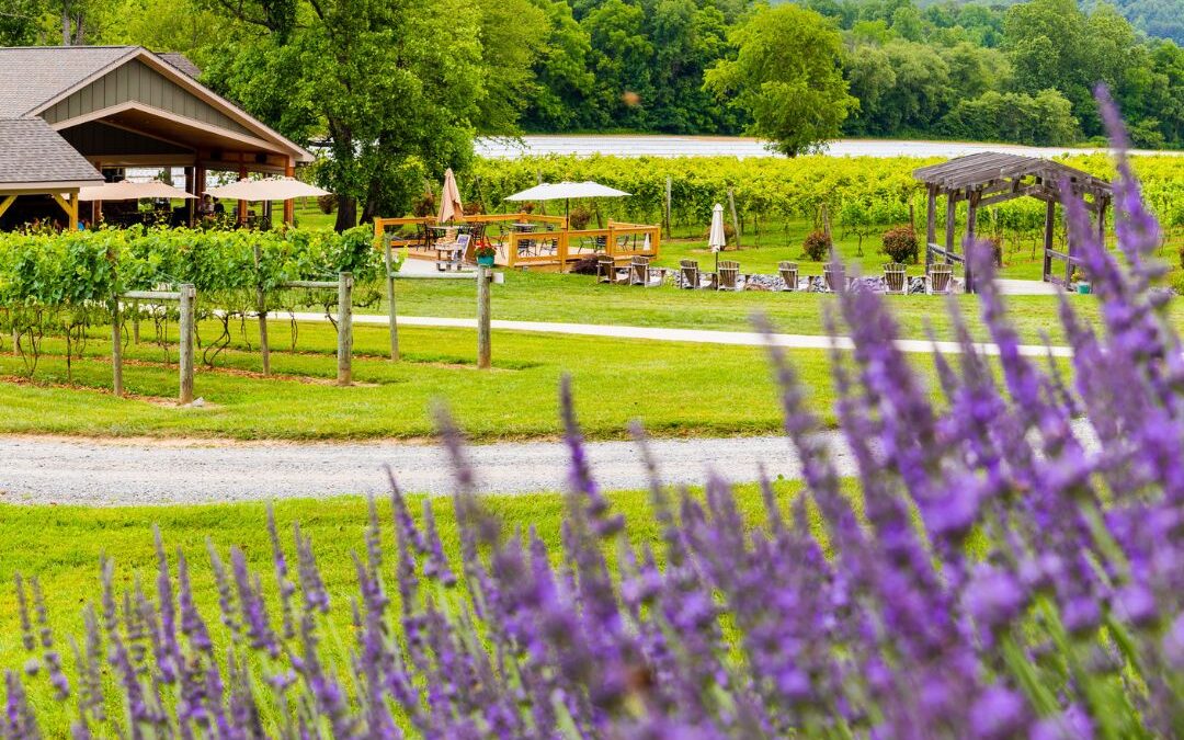 Hike and Sip Tour – Souther Williams Vineyard