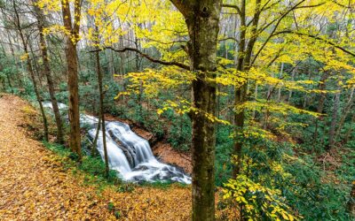 2024 Fall Color Report