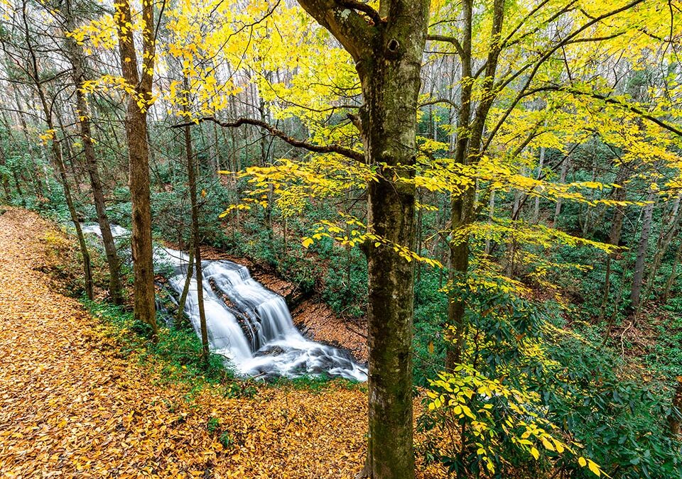 2024 Fall Color Report