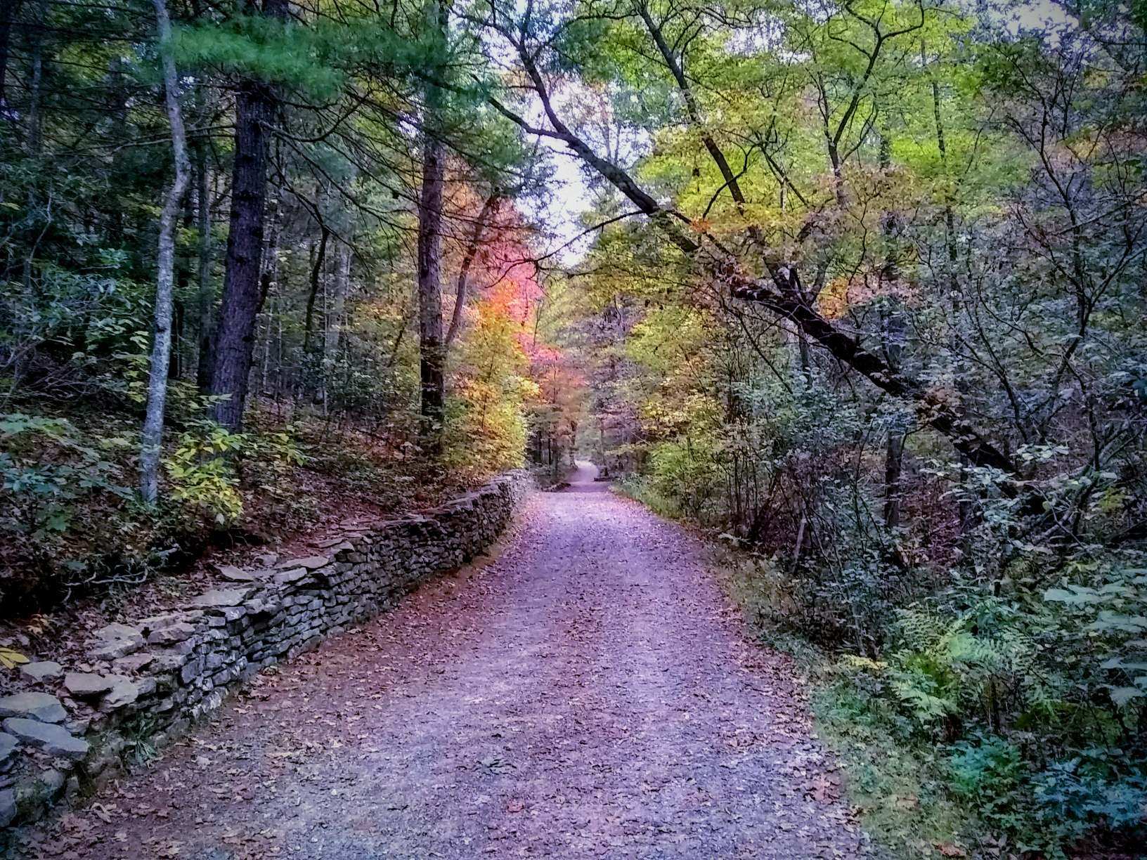NC Arboretum trail in the woods in fall lined by a stone wall