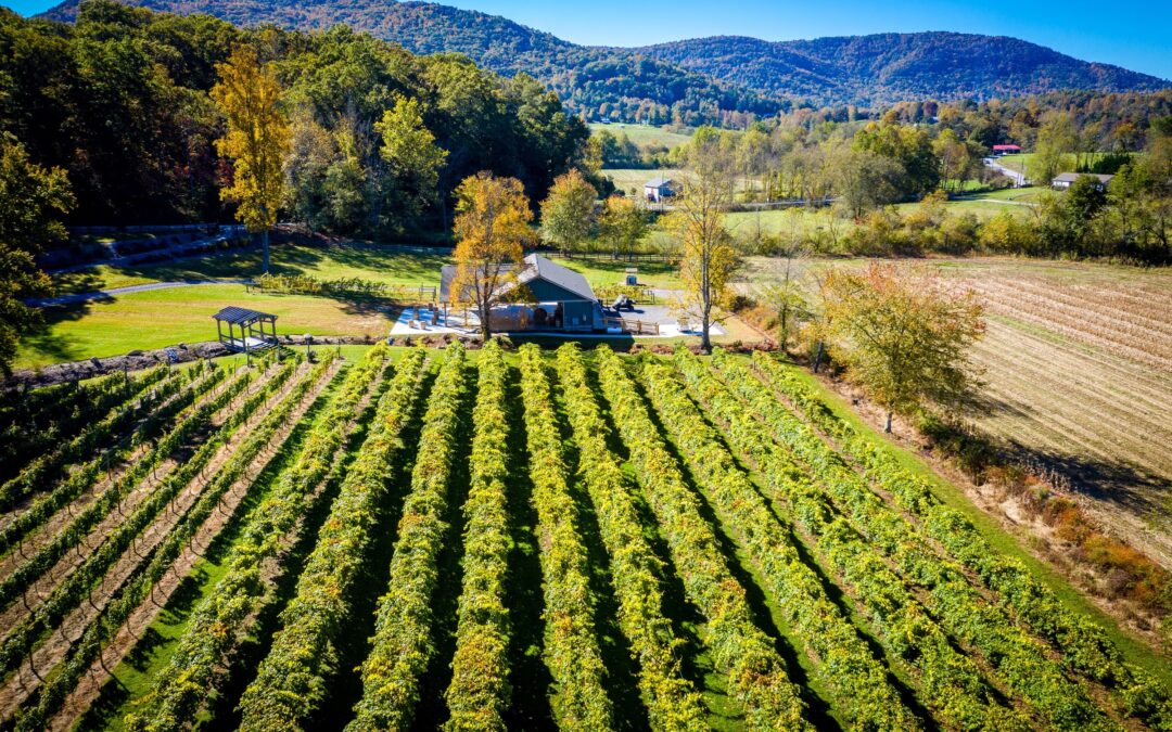 Pre-Super Bowl Wine & Food Pairing – Trivia