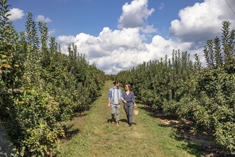 stepps-orchard