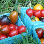 tomatoes in pint boxes in the grass