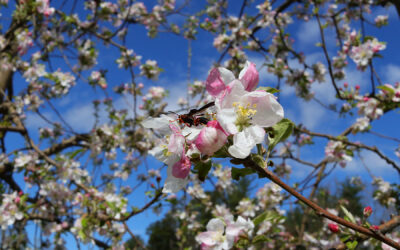 Spring Drive Through Apple Country