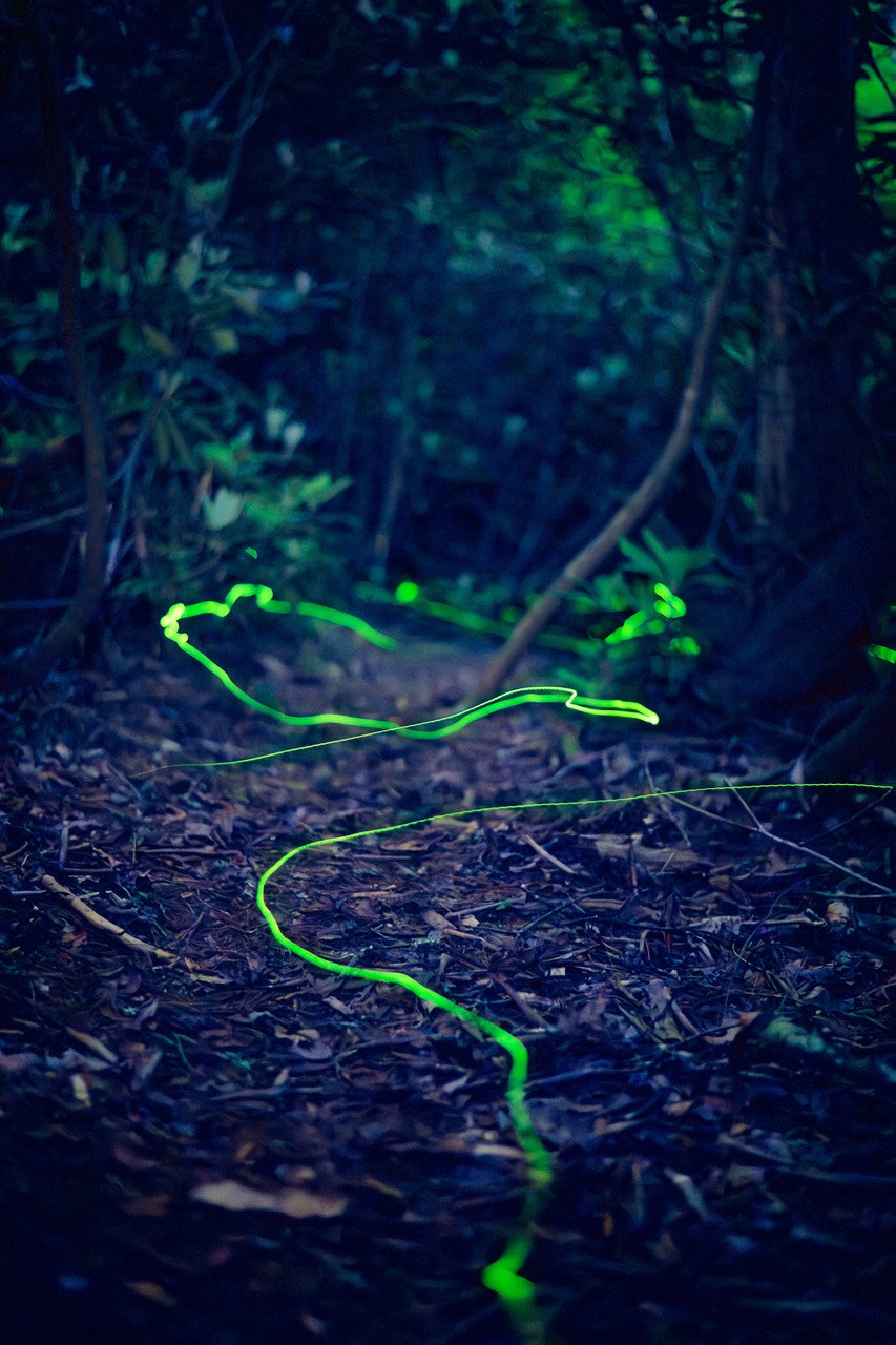 blue ghost fireflies flying in wooded forest