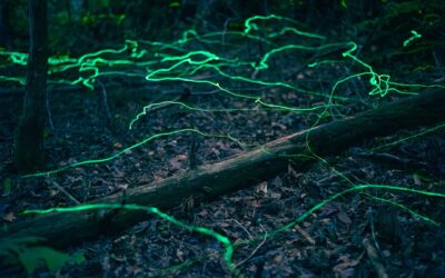 Experience the Unique Blue Ghost Fireflies in Hendersonville’s Forests