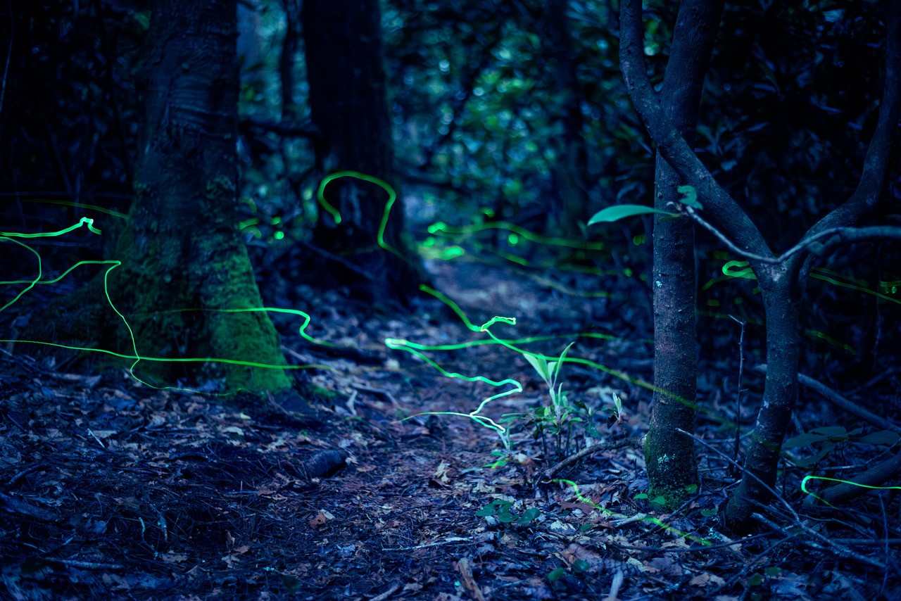 blue ghost fireflies flying in wooded forest