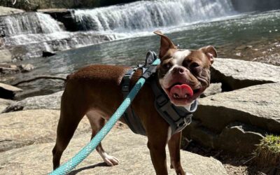 Pet-Friendly Spring Break:  Exploring Hendersonville with Your Furry Friend