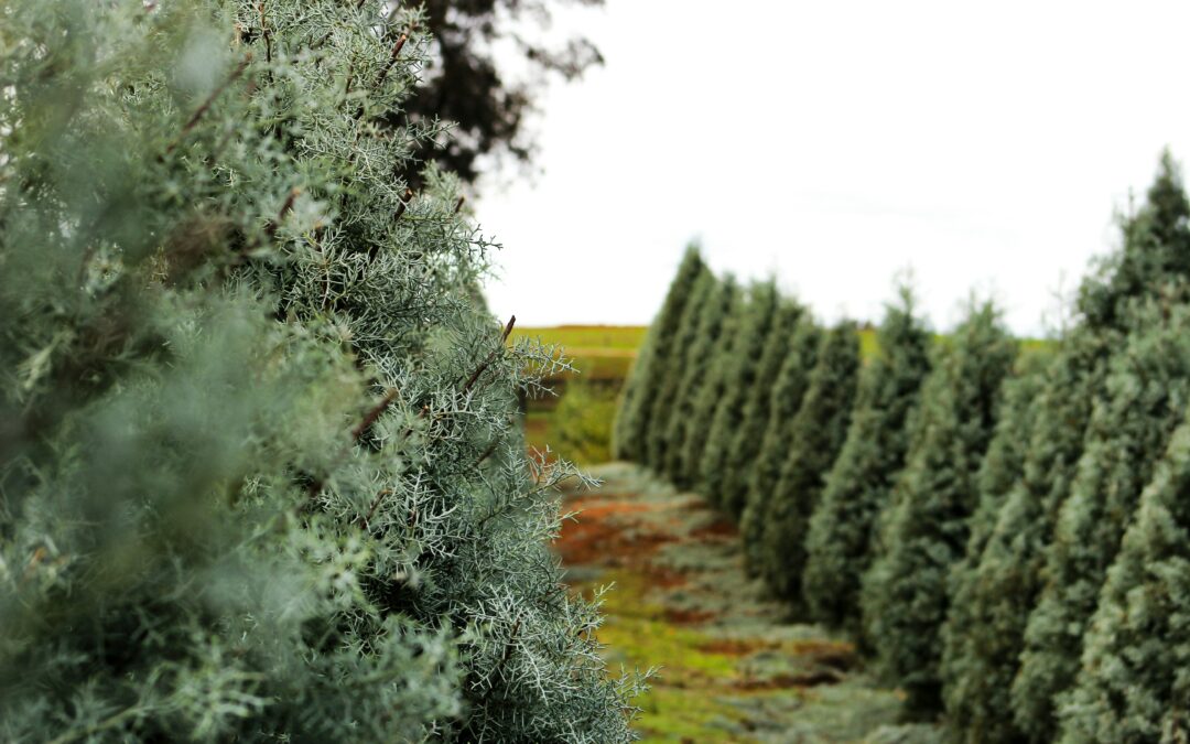 Christmas Tree & Holiday Sale