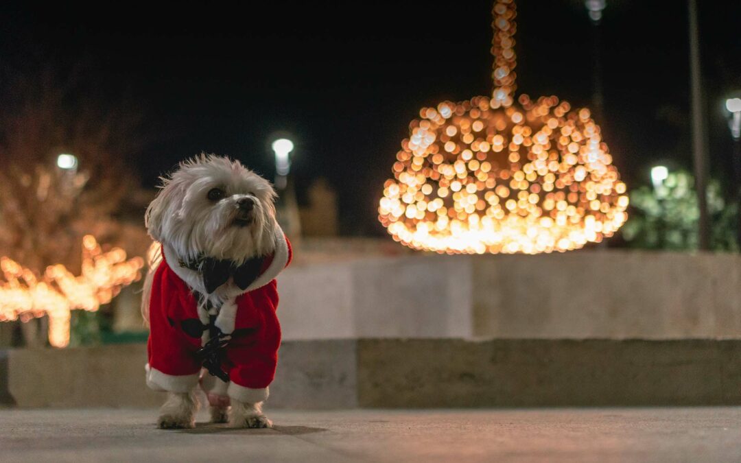 4th Annual 7th Avenue Historic District Pup Crawl – Paw-liday Edition!