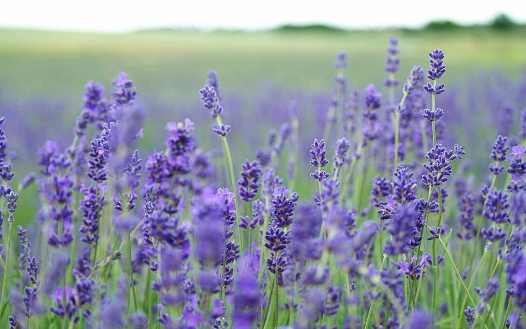 Lavender Season at Grandad’s Apples
