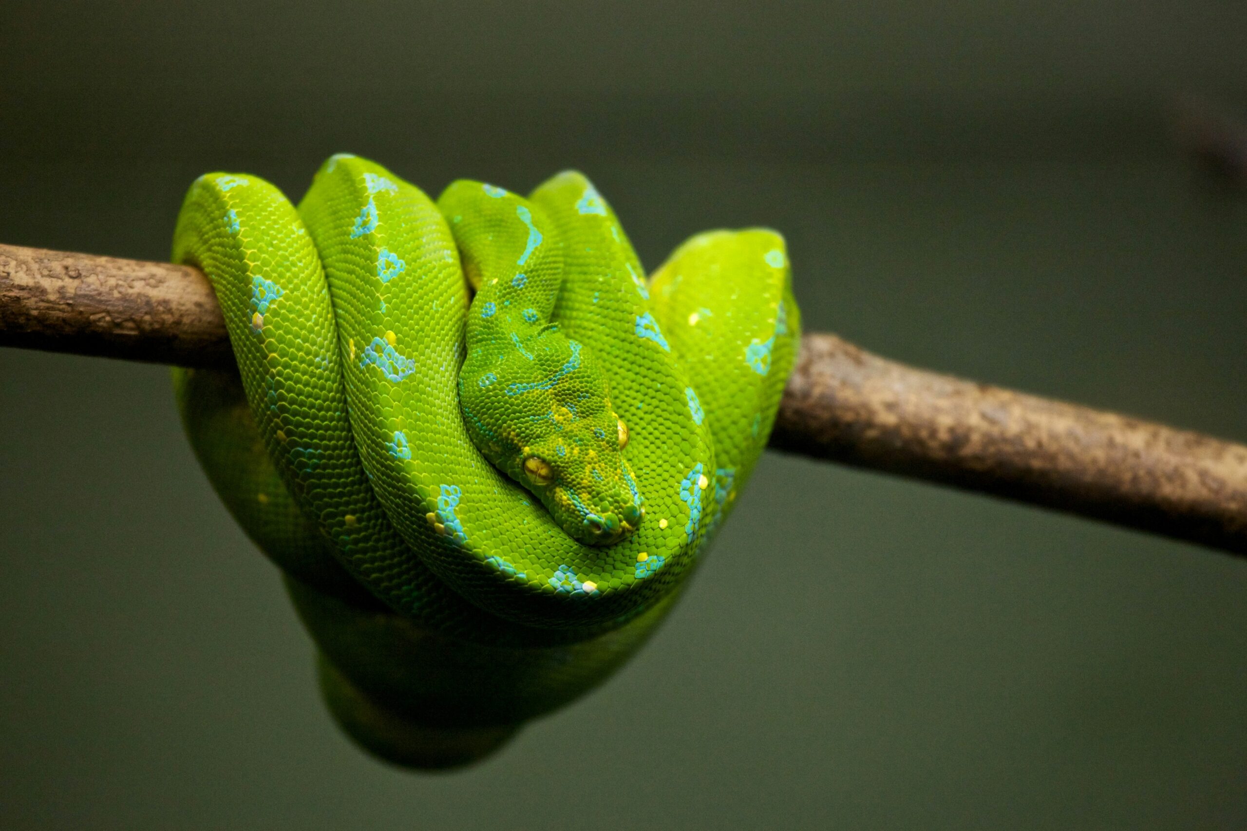 repticon-reptile