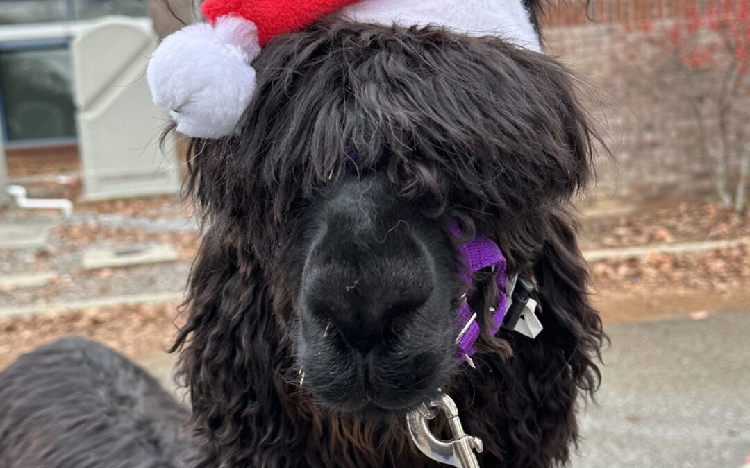 Fa-La-La Llama Farm Tour