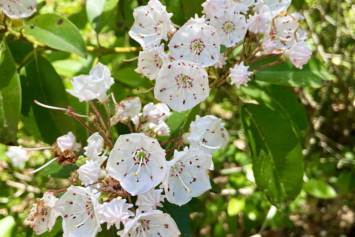 mountain-Laurel-1
