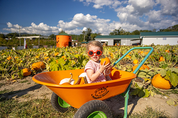 Great Spots For Pumpkin Picking - Welcome To Hendersonville, NC