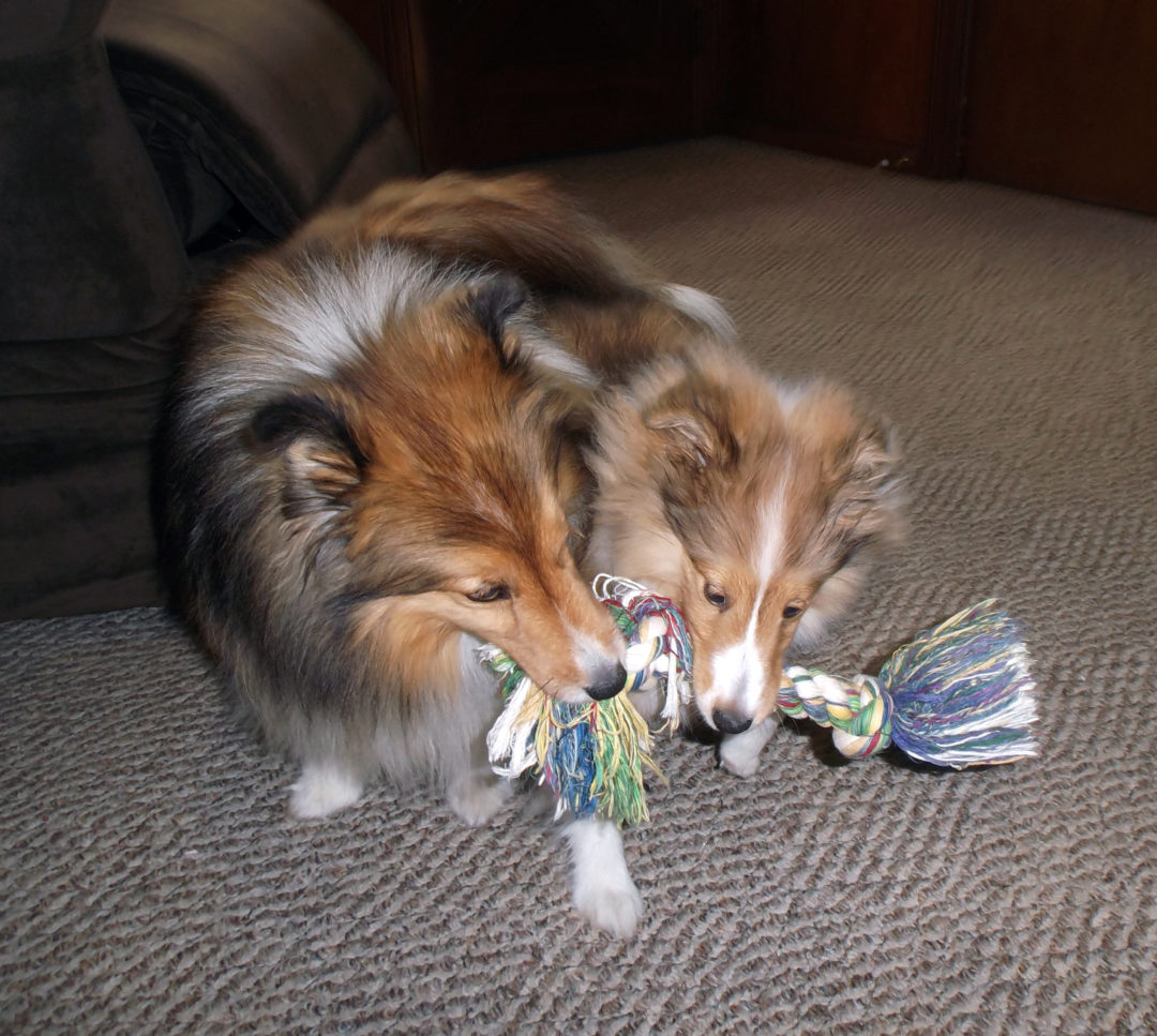 Pet Friendly Hendersonville Visitors Information Center