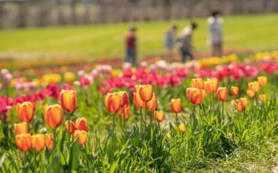 Stepp’s Hillcrest Orchard: Spring into Color with Tulip Blossom Days