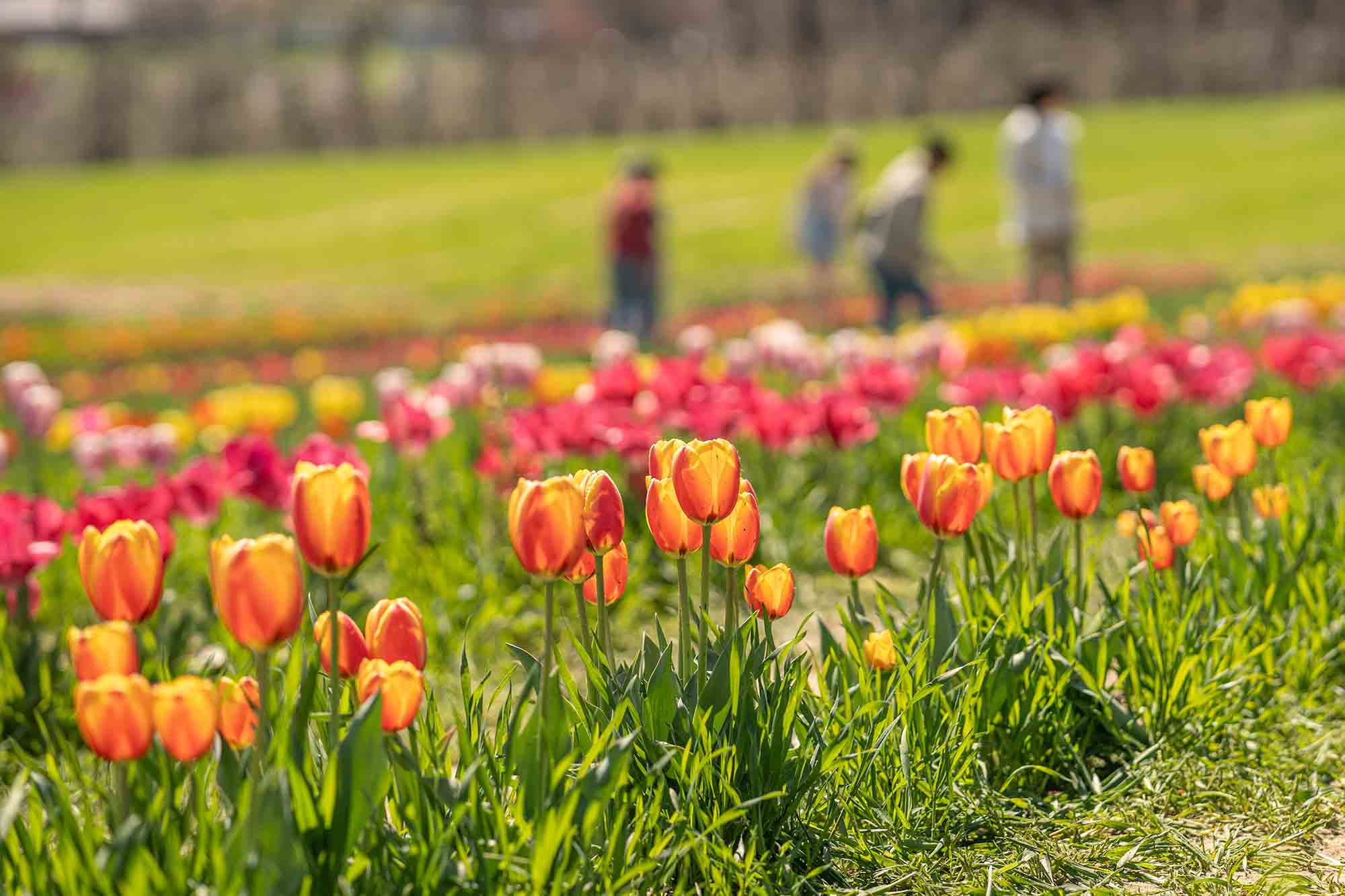 TULIPページ Lowe's Orange Tulip Daydream Bulbs 7-Count 23110P at Lowes.com