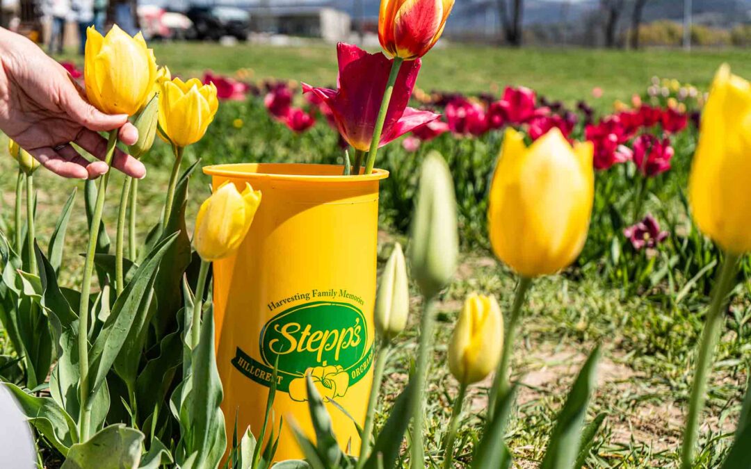 Tulip Blossom Days
