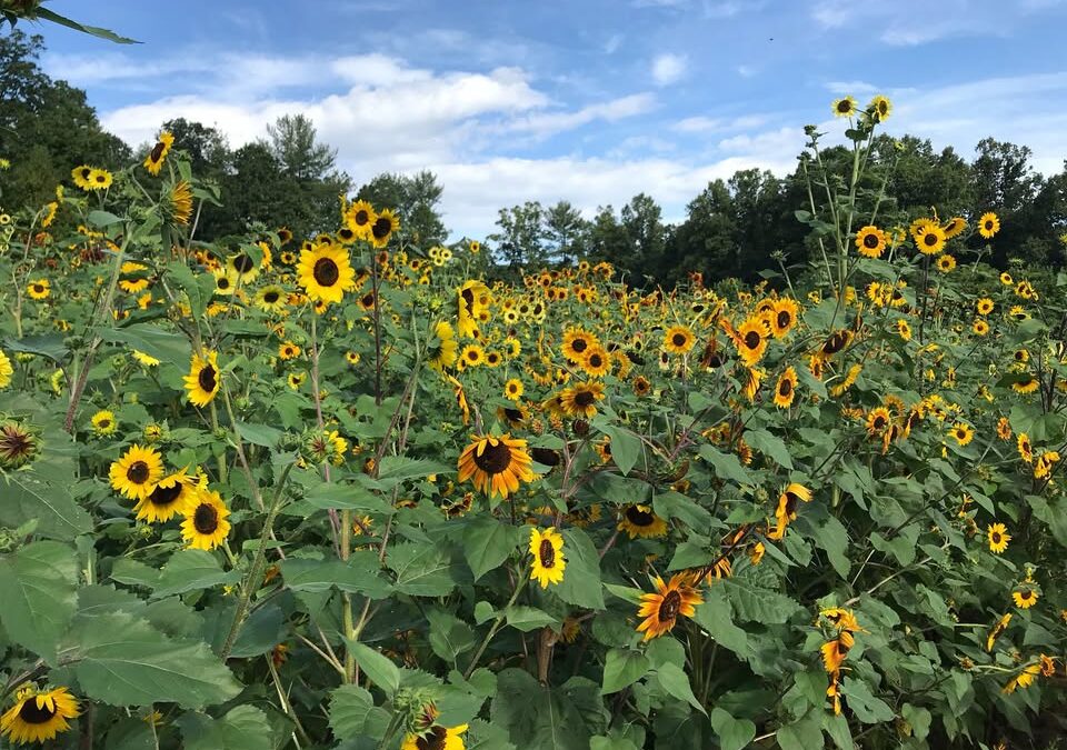 Sunflowers at Sunset Pop-Up